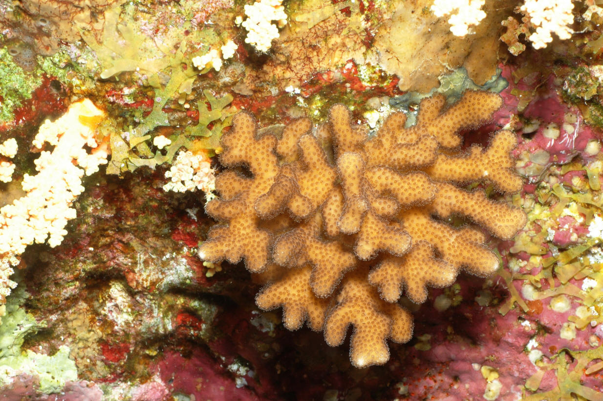 Stylophora danae